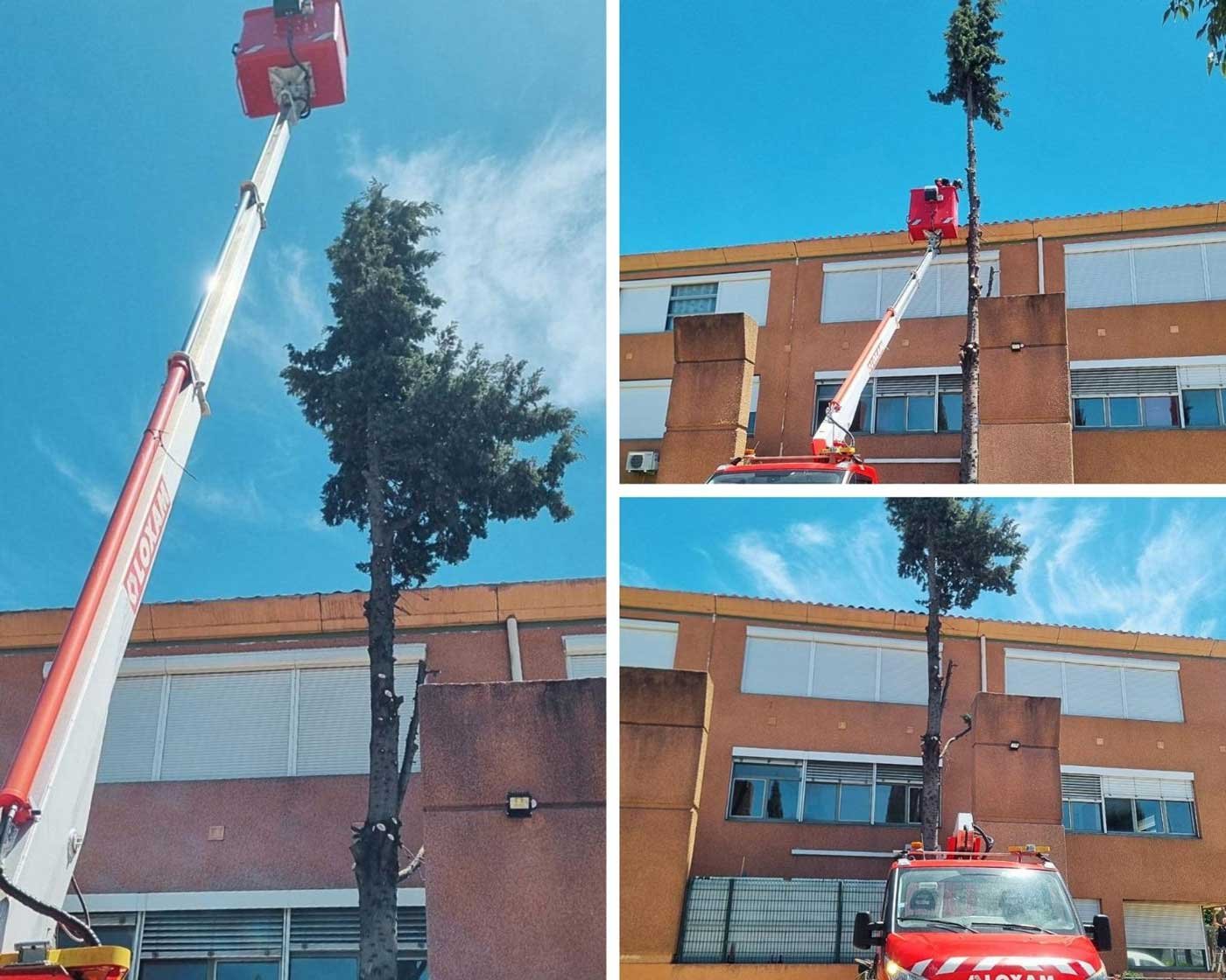 🌿 Journée abattage : retrait d’un cyprès au collège Lakanal à Aubagne, le sujet étant trop proche de la façade du bâtiment.