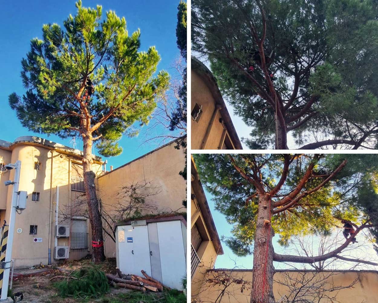 Pt. 1/2 Abattage de pins suite à l&rsquo;apparition d&rsquo;une fissure sur la façade…🪓🪵
