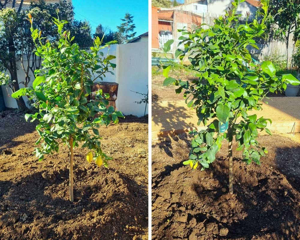 🍋 Nouveau projet jardinage ensoleillé !