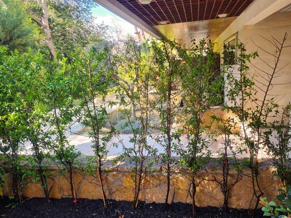 Plantation d’une haie de pyracanthas afin de sécuriser un rez-de-jardin