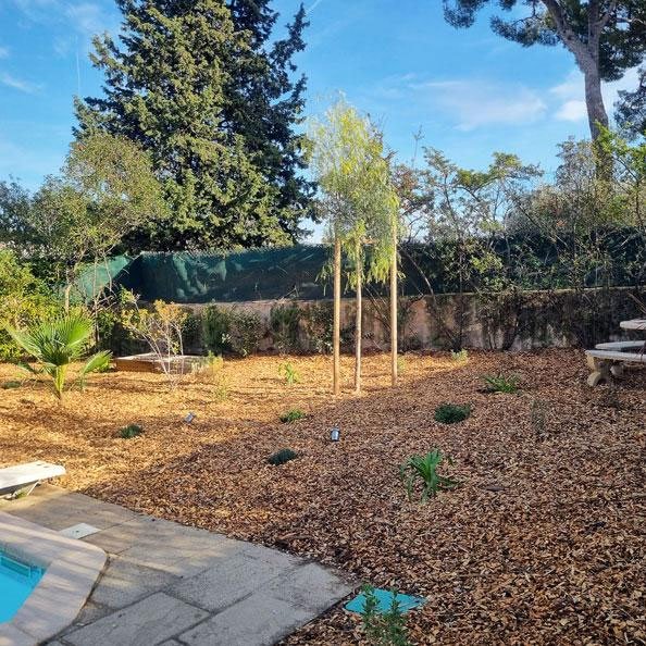 L&rsquo;utilisation de plaquettes forestières ou de copeaux de bois comme paillis offre de nombreux avantages aux plantes