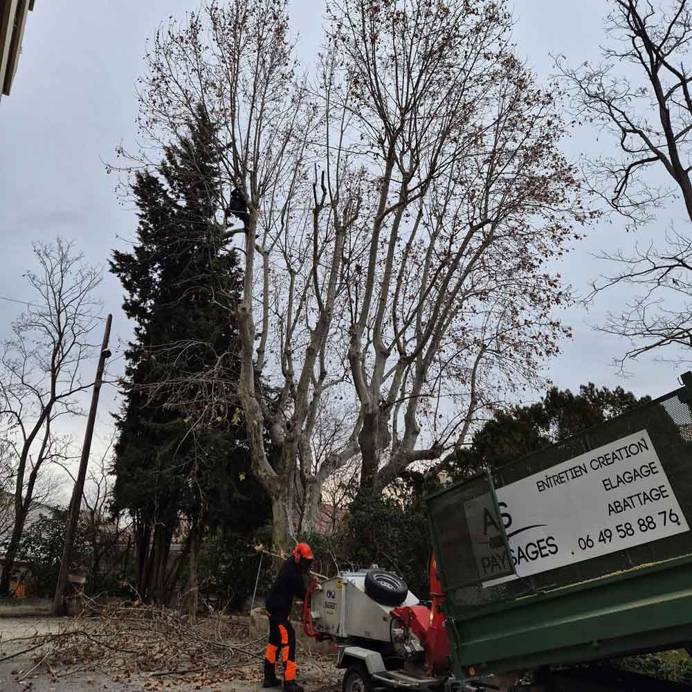Nous proposons des services de taille de platane pour maintenir vos arbres en bonne santé et sécuriser vos espaces.