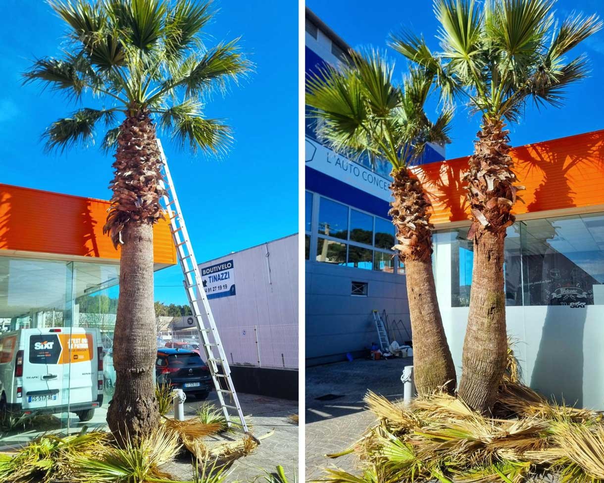 🌿🌴 Petite taille de printemps pour les palmiers Washingtonia qui embellissent la devanture de Sixt Aubagne !